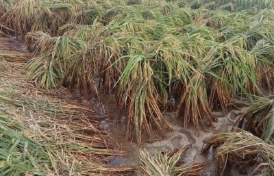 हालैको बाढीबाट इनरुवा, धरान र दुहबीमा १५ करोडको क्षति