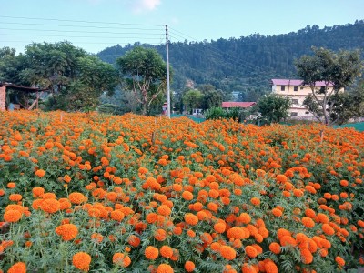 यस वर्षको तिहारमा ५० करोडको फूलको कारोबार