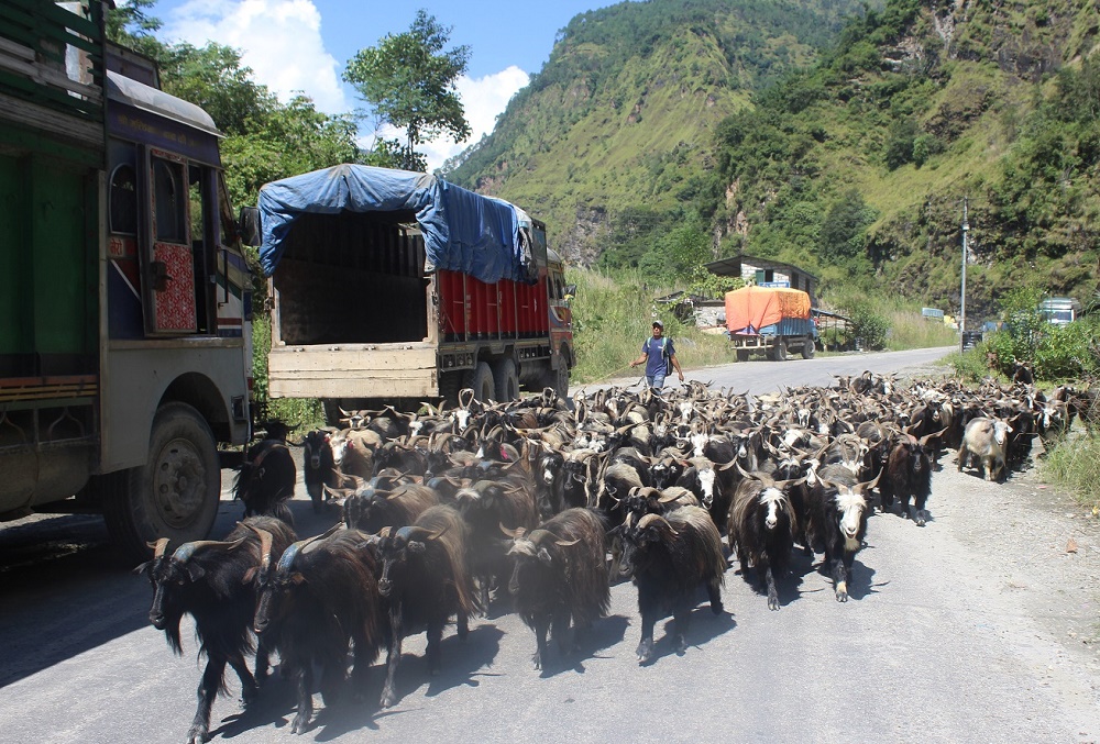 तिहारका लागि मुस्ताङबाट चार हजार भेडाच्याङ्ग्रा बिक्री