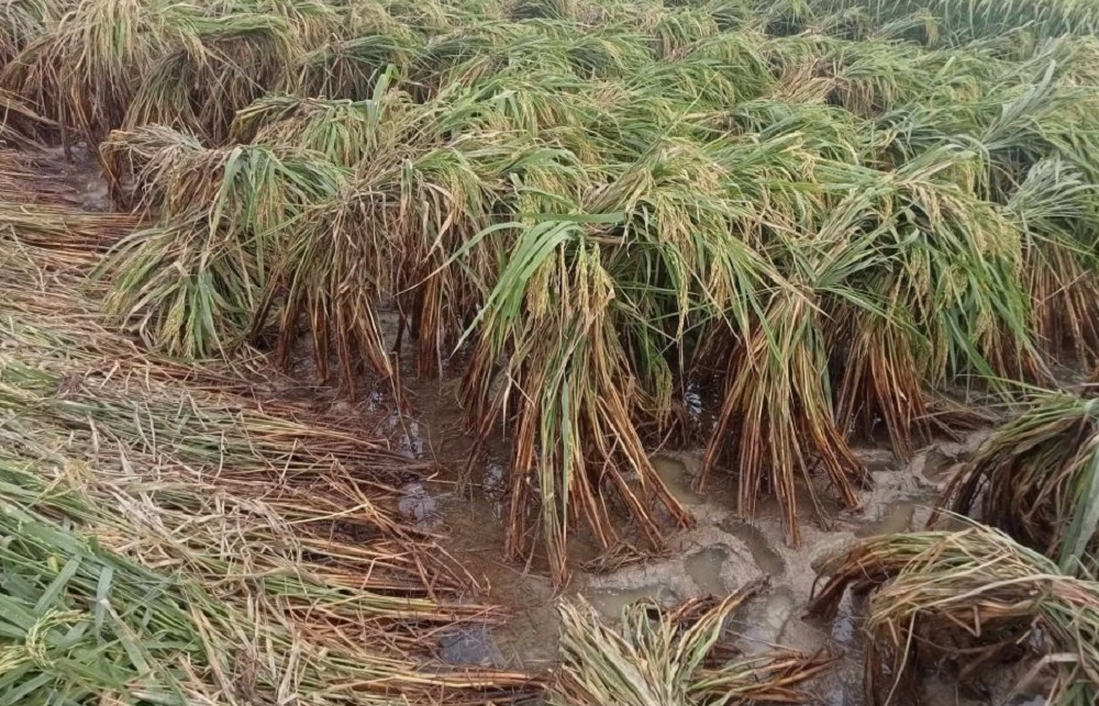 बाढीले कोशी प्रदेशमा ३४ करोड बढीको धान बालीमा क्षति