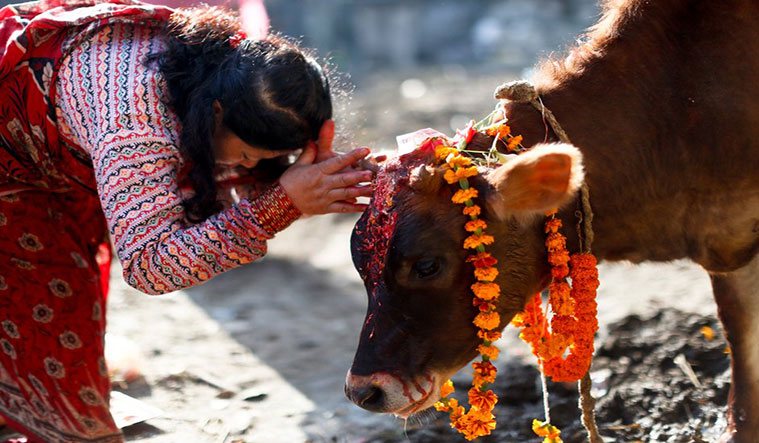 आज गाईको पूजा,  गोवर्धन र हली पूजा पनि गरिदै