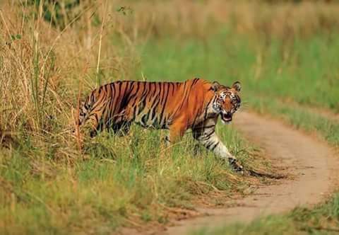 नरभक्षी बाघ नियन्त्रणमा