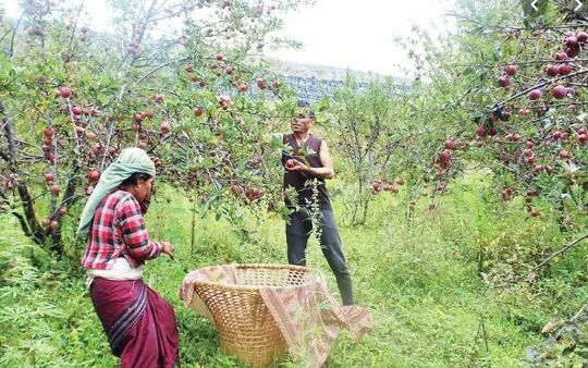 जुम्लामा स्याउ टिप्न भ्याइनभ्याइ