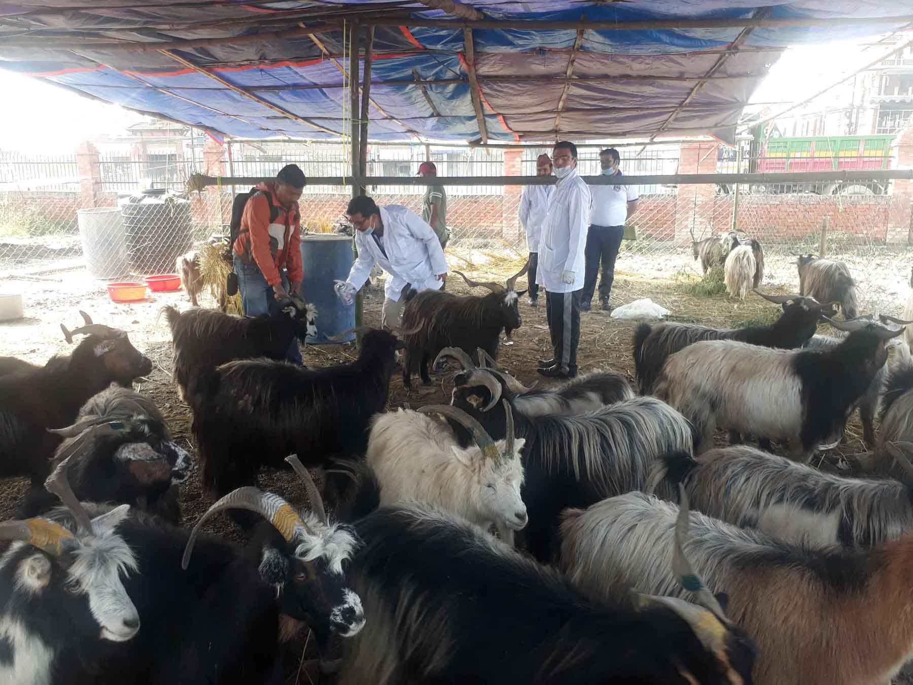 च्याङ्ग्रा प्रतिकिलो रु ७८० मा बिक्री