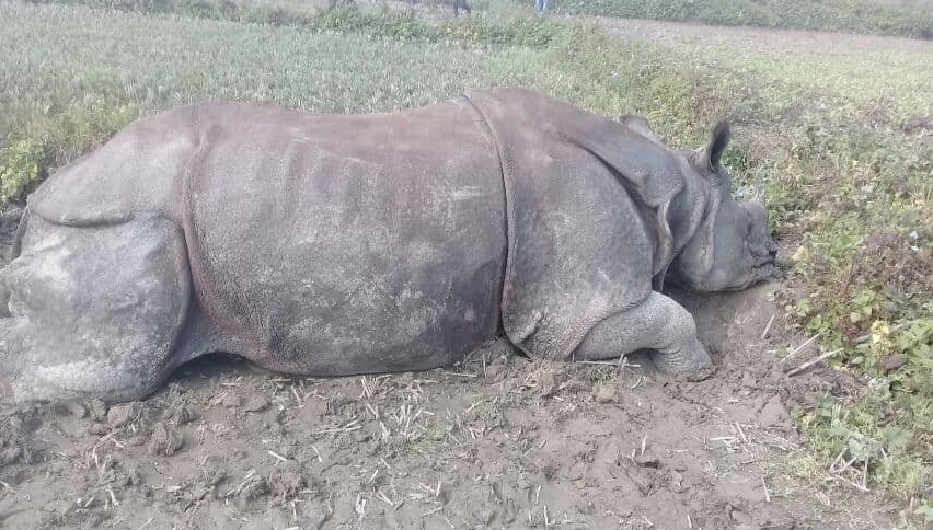 खाग काटिएको अवस्थामा भेटियो मृत गैँडा